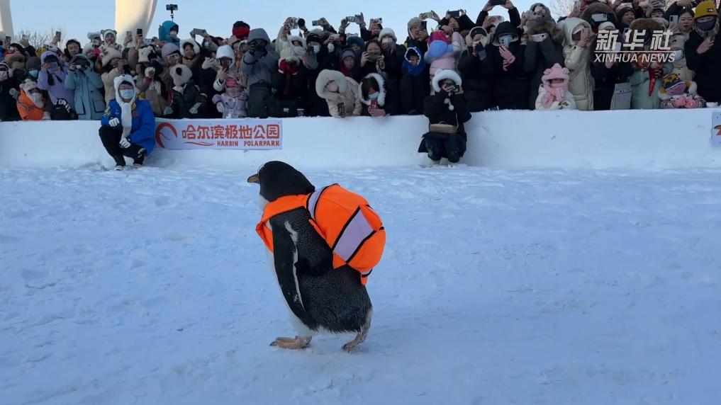 何以热“雪”沸腾！透视“尔滨”火爆出圈的硬实力与软技巧