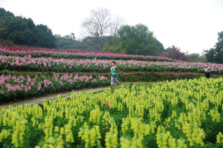 黄花风铃木、金鱼草、玉兰等花卉盛开 青秀山已现春日绚烂