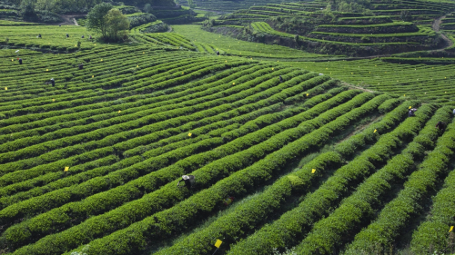 （供稿）贵州毕节：茶韵自古来 香飘幸福路_fororder_640