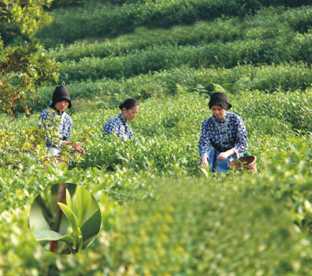 江苏制定全国首个茶叶碳足迹标识认证技术规范