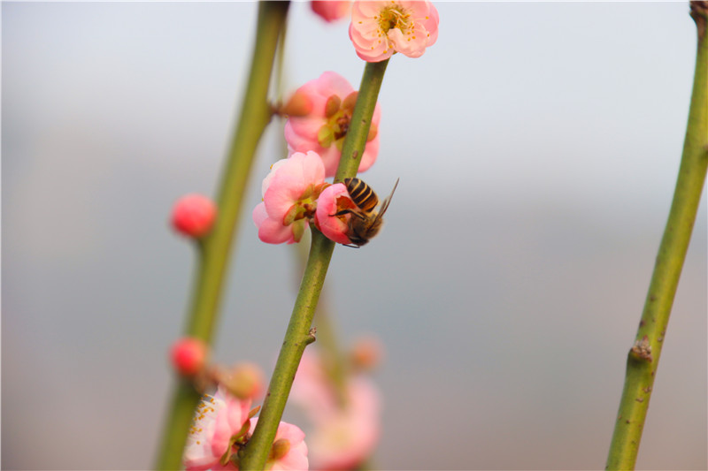 河南南阳：梅开迎春_fororder_花开蜂自来.JPG