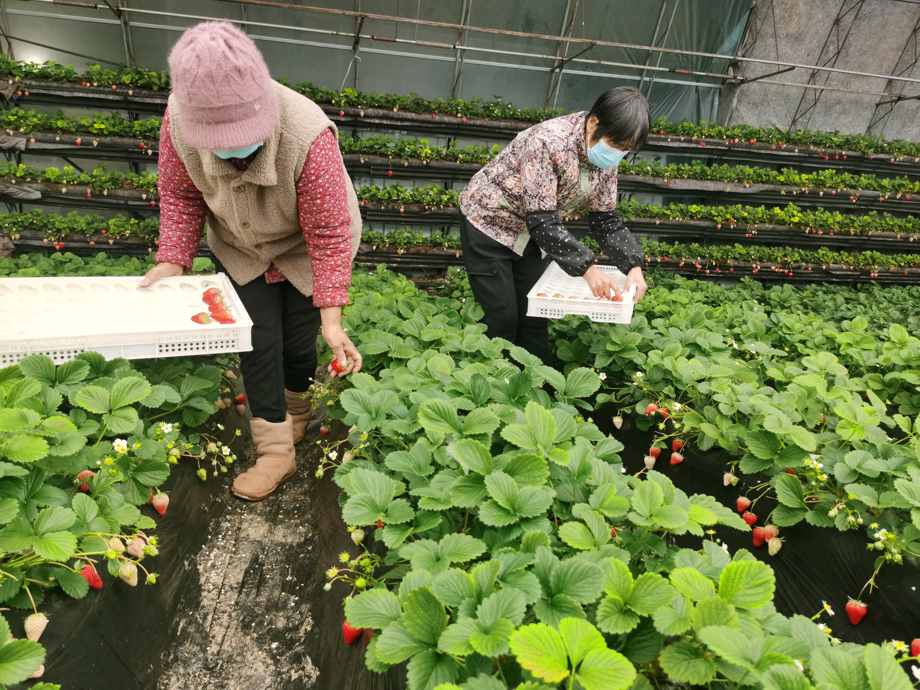 保定徐水：“小缆车”开进草莓棚 “金扁担”挑来好日子_fororder_农人们采收草莓。刘柯旋摄