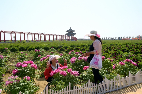 赏牡丹看花海观风筝大赛 潼关首届生态旅游文化节开幕