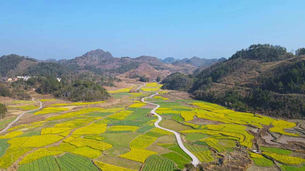 贵州独山：春暖花又开 两千亩油菜迎春开放_fororder_20240220102255-1afOMh-