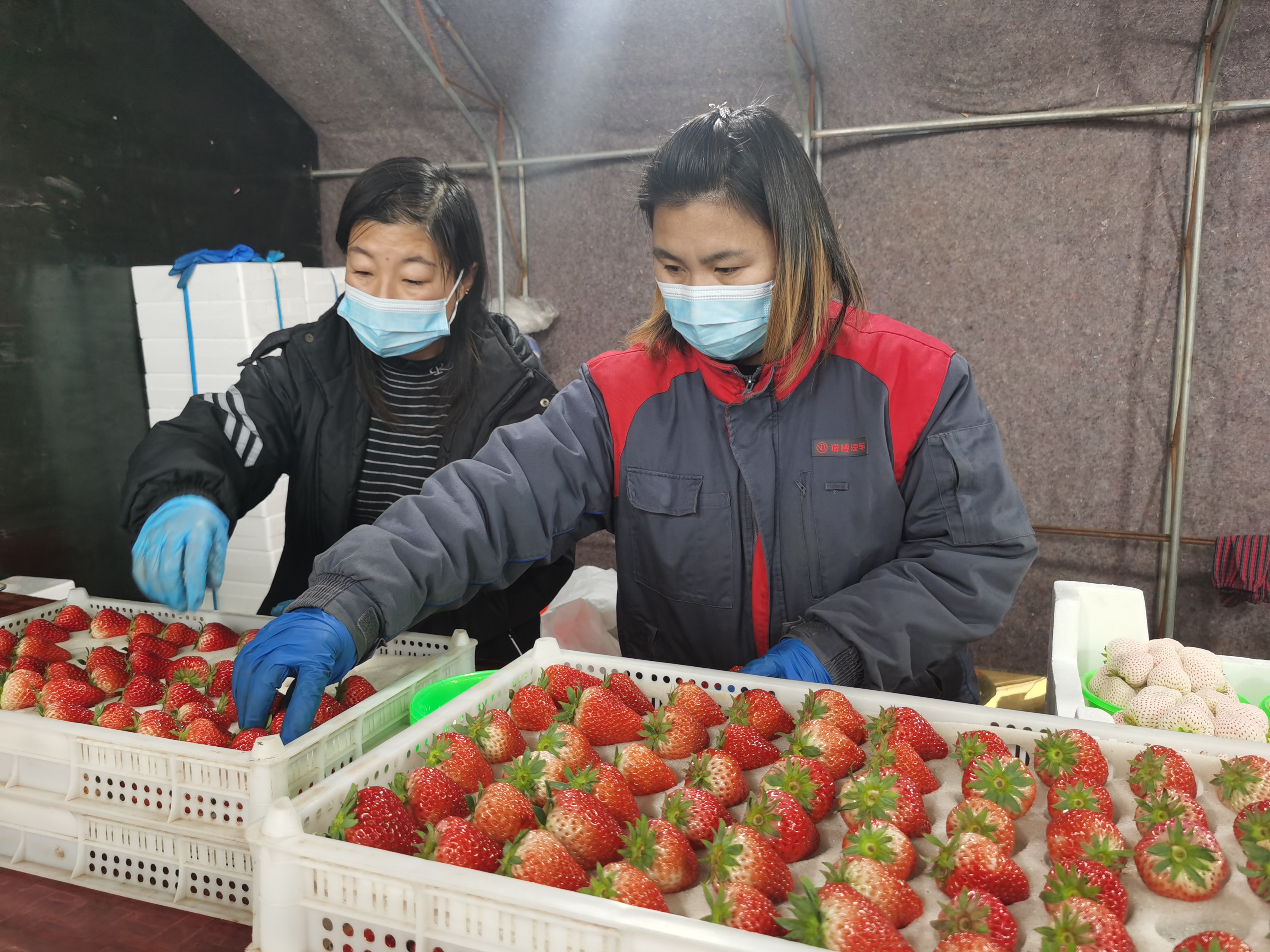 保定徐水：“小缆车”开进草莓棚 “金扁担”挑来好日子_fororder_分拣装箱，发往北京市场。刘柯旋摄