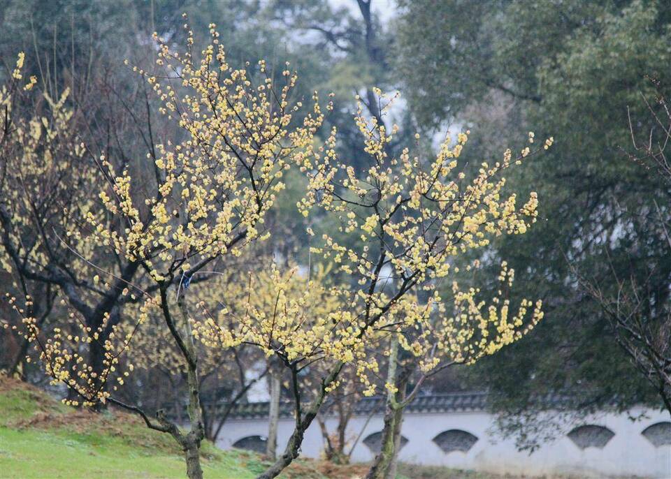 武汉东湖梅园1月18日开园