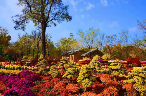 【旅游资讯-文字列表】2019开封万岁山菊展：赏菊花 观武侠