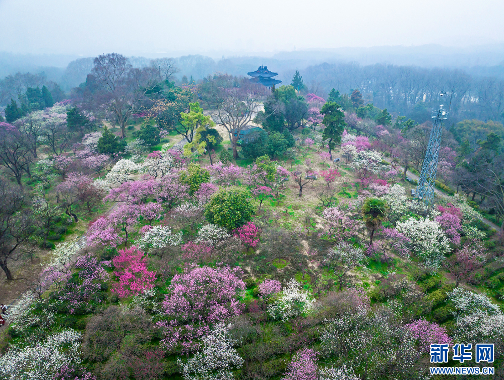 南京：梅花山早梅俏枝头_fororder_20240223_090607_001