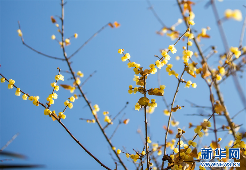 江苏句容：蜡梅花开暗香来