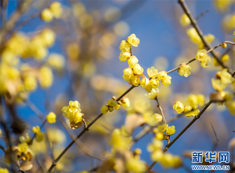 江苏句容：蜡梅花开暗香来