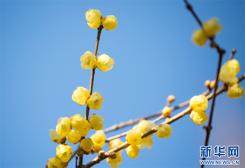 江苏句容：蜡梅花开暗香来