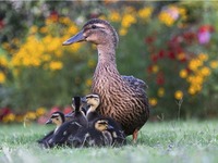 甘肃湖北连发禽流感 两起均为H5N6亚型禽流感