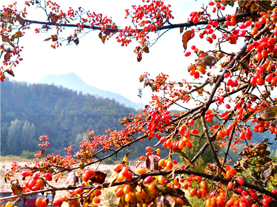 南阳市西峡县：道地中药 致富良方_fororder_西峡县山茱萸漫山遍野 摄影 曹波