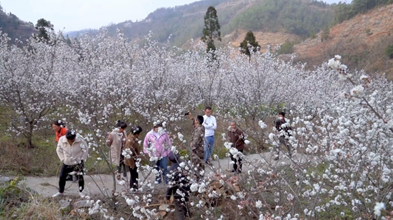 贵州盘州：春来花开好 产业气象新_fororder_盘州市双凤镇下沙沟村樱桃花开，迎来游客