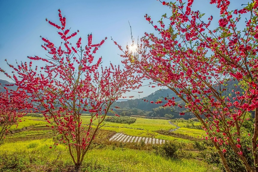 广西西林：映日桃花别样红