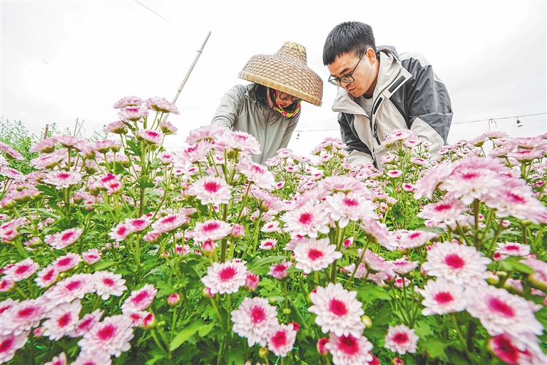 三亚利用技术、气候优势繁育温带花卉 助力“美丽经济”_fororder_6235277_hnrbtp3_1706197392348_s