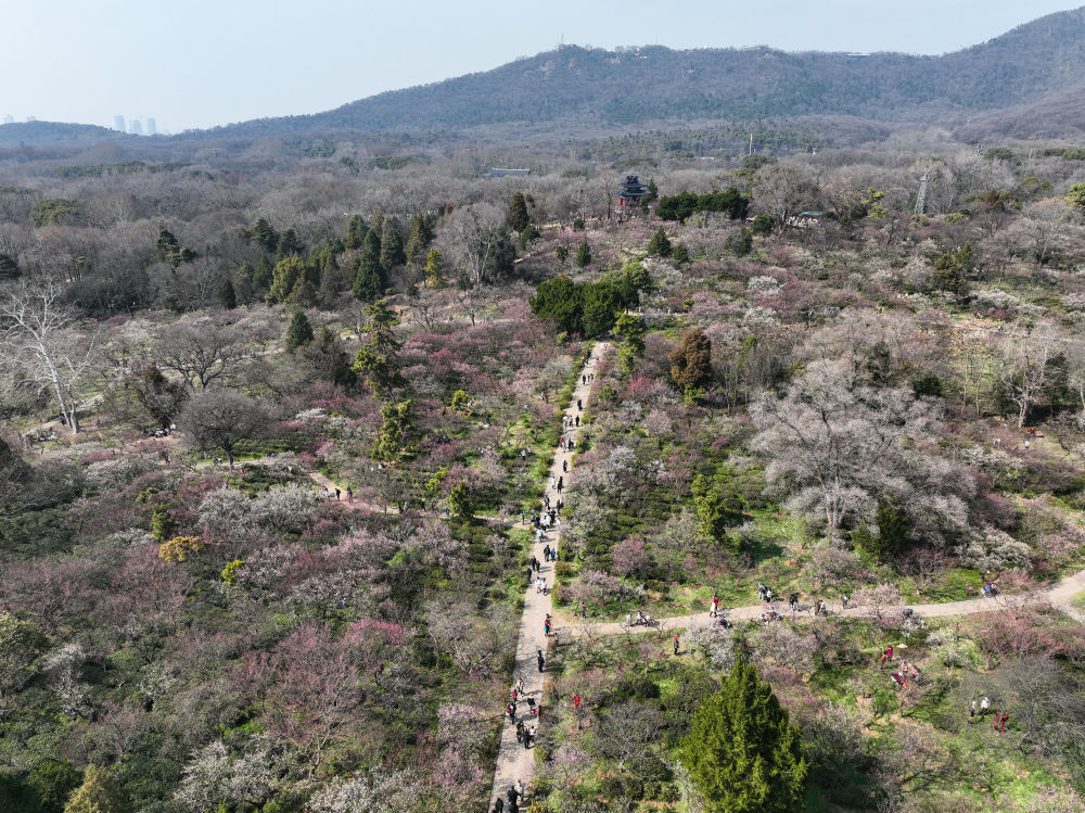 江苏南京：梅花山上花烂漫