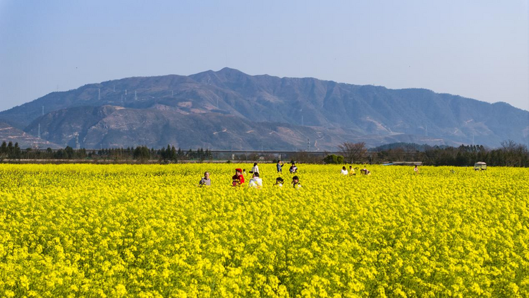 桂林灵川：千亩油菜花开出春日好风光_fororder_图片2