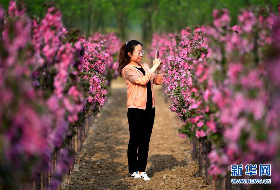 河北廊坊：赏花踏青享春光