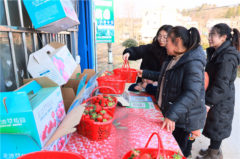 信阳市商城县：采摘园人气旺_fororder_游客收获满满