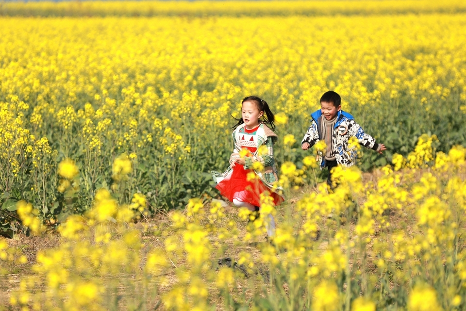 贵州天柱：油菜花开引客来_fororder_小朋友在凤城大坝油菜花田间嬉戏