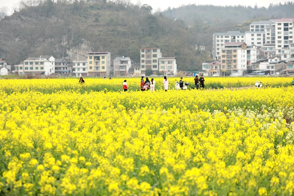 贵州天柱：油菜花开引客来_fororder_游客在凤城大坝油菜花田间踏青赏花4