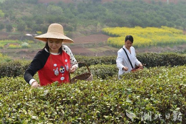 【图说荆楚】【荆门】【移动版新闻列表】【主页标题】90后女伢返乡闯茶场【内容页标题】创业挺过了三道坎 90后女伢返乡闯茶场