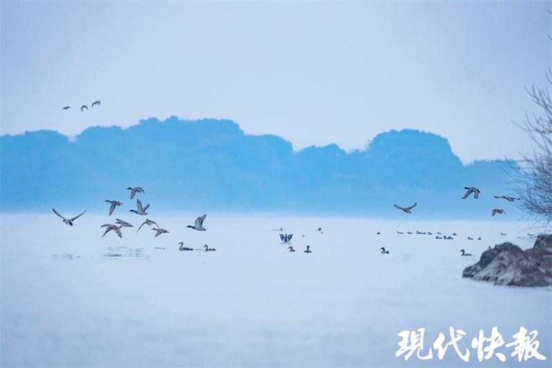 看清波荡漾 芳草萋萋 江苏首届“10佳湿地生态修复案例”出炉