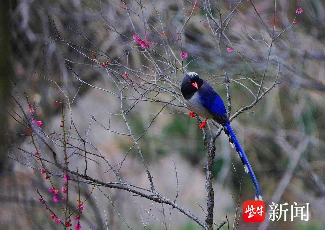 南京梅花山梅花绽放 引来多种鸟儿变乐园