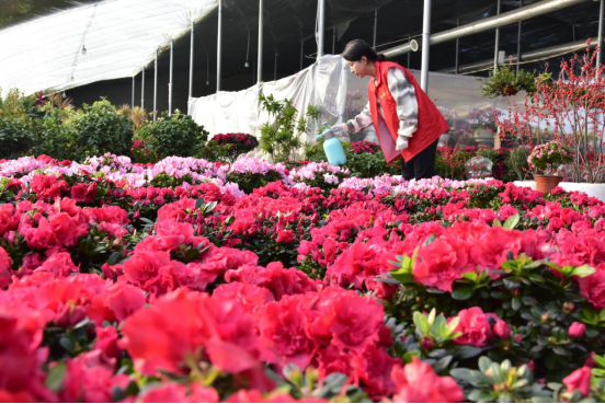 河北青县：鲜花热销为年味“增香”_fororder_河北青县：鲜花热销为年味“增香”340