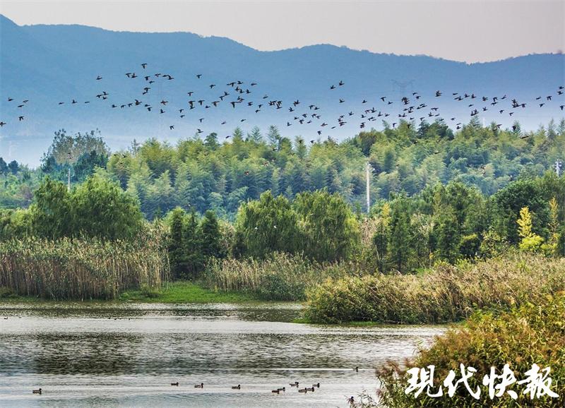 看清波荡漾 芳草萋萋 江苏首届“10佳湿地生态修复案例”出炉