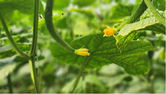 石家庄无极：大棚种植筑起乡村振兴路_fororder_石家庄无极：大棚种植筑起乡村振兴路菜产业“蔬”写农户致富路(1)388