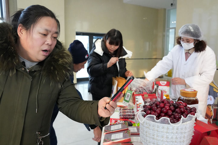 黑龙江抚远蔓越莓规模化种植基地：冰天雪地里的生机勃勃