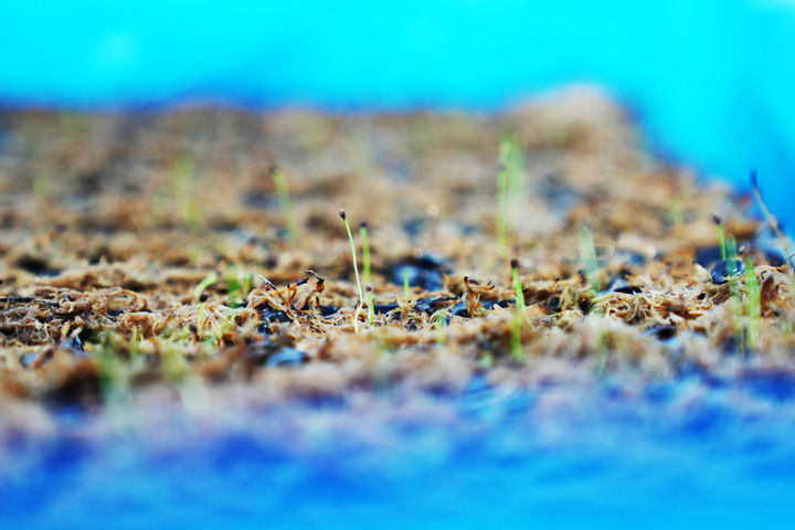 黑龙江抚远蔓越莓规模化种植基地：冰天雪地里的生机勃勃