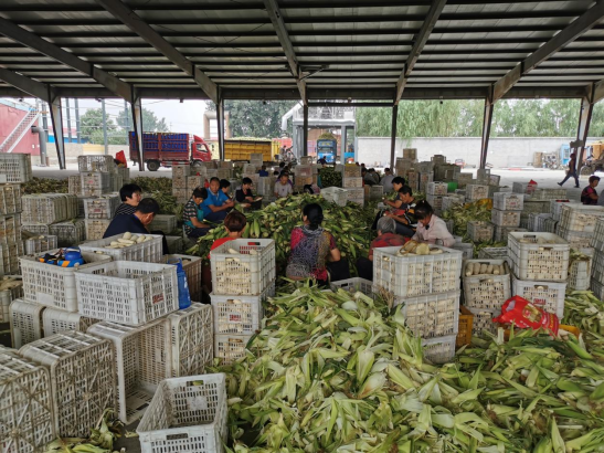 从“会种地”到“慧种地” 保定市徐水区鲜食玉米铺就金色致富路_fororder_1_从“会种地”到“慧种地”，保定市徐水区鲜食玉米铺就金色致富路891