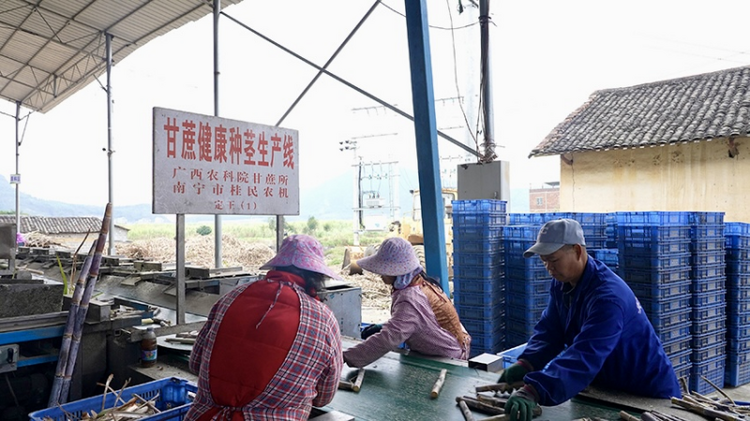 新春走基层｜走近“糖罐子”：甜蜜事业从“根”开始