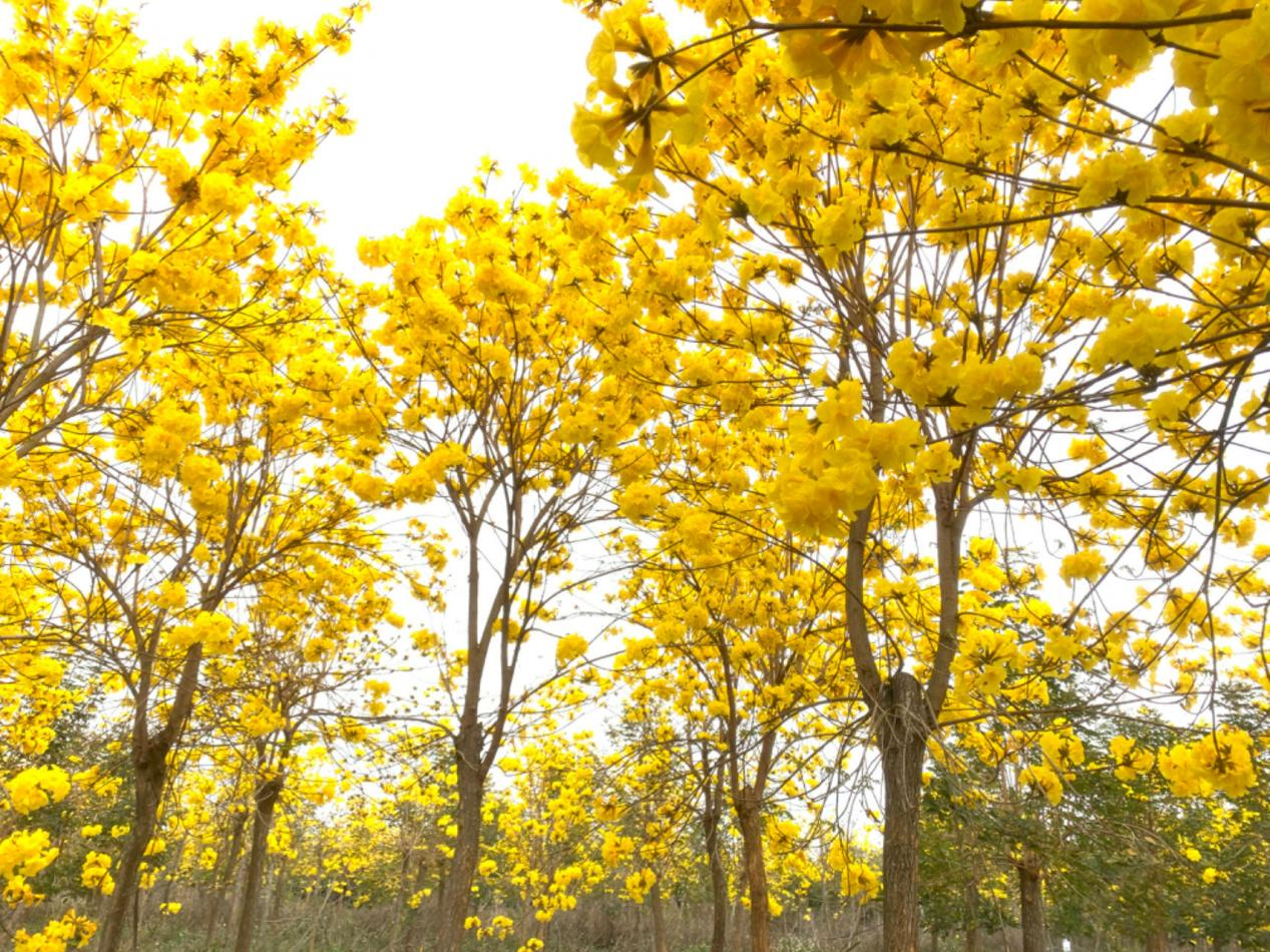 北海合浦：黄花风铃木迎春绽放_fororder_图片2