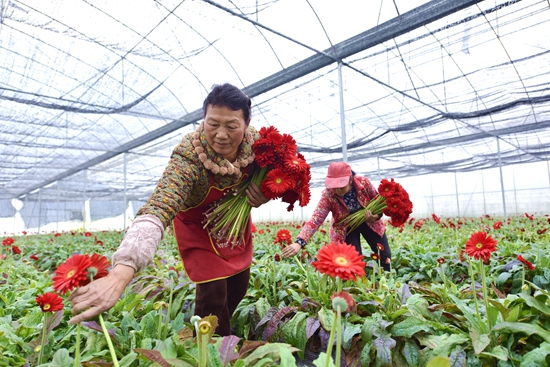 贵州镇远青溪镇：多彩非洲菊变身“致富花”_fororder_在镇远县青溪镇鸡鸣村花卉种植产业园，村民们正忙着采摘非洲菊（江春健   摄）.JPG.JPG