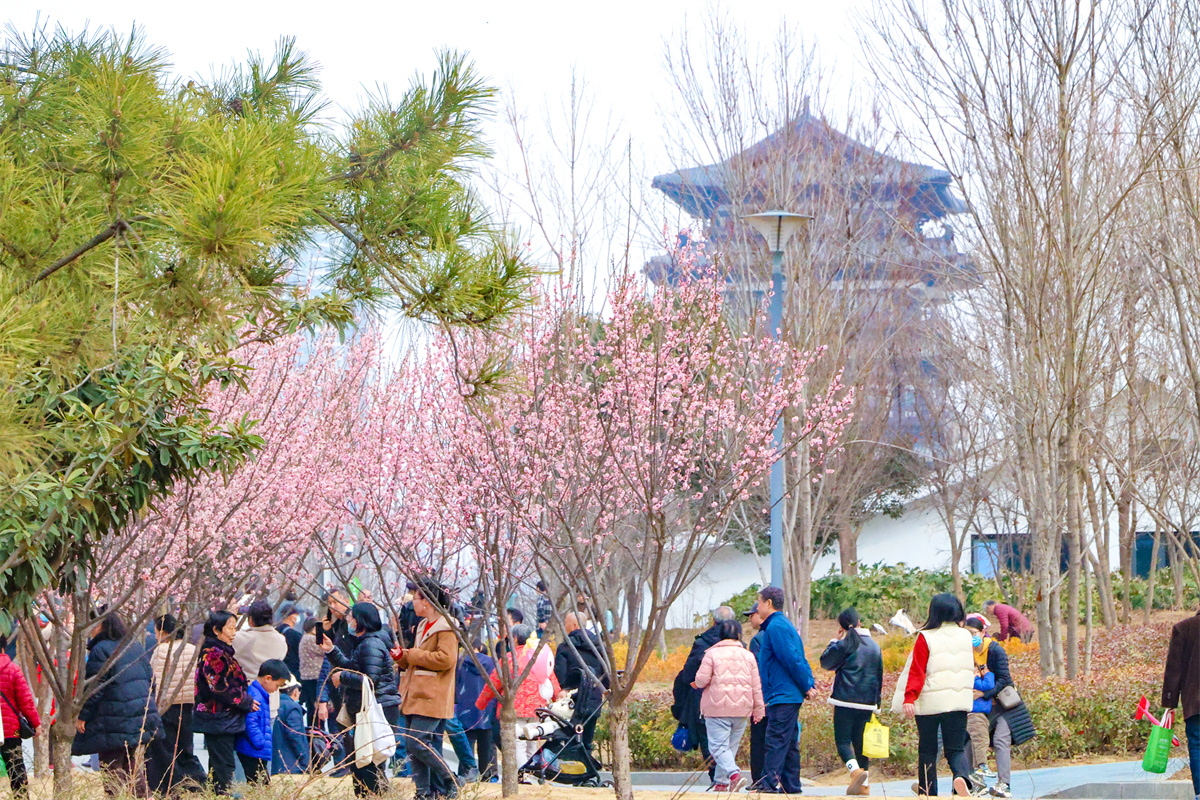 郑州：千金梅岭 “繁花”开