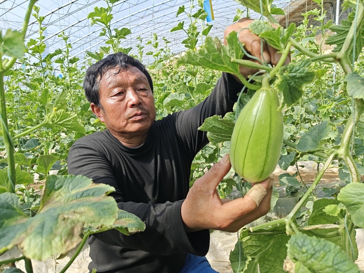 渭南市大荔县：大棚春光好 瓜农育甜蜜_fororder_微信图片_20240311112019