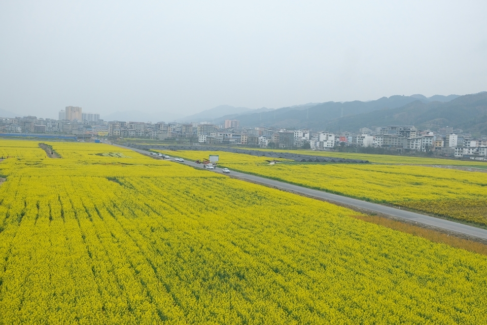 贵州天柱：油菜花开灿若金_fororder_凤城大坝油菜花基地.JPG