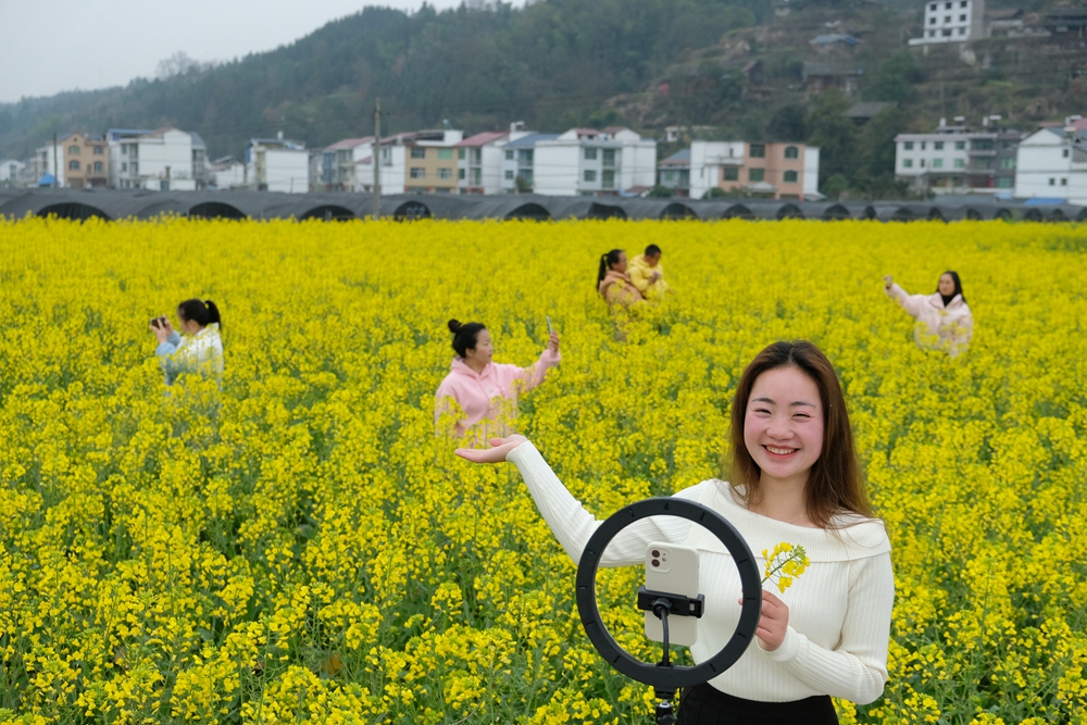 贵州天柱：油菜花开灿若金_fororder_游客在凤城万亩大坝油菜花基地拍照.JPG