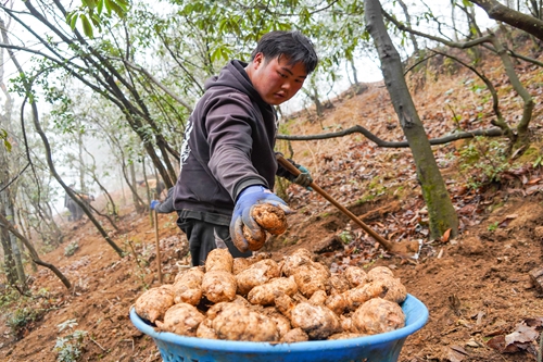 （供稿）贵州威宁：天麻采收正当时 林下生“金”促振兴_fororder_3月8日，在威宁自治县大街乡高华村林下天麻种植基地，务工群众在采挖天麻。（赵庆能 摄） (3).JPG