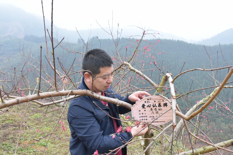 贺州市平桂区：以桃花为媒促进农文旅融合发展_fororder_图为游客认养桃树.JPG