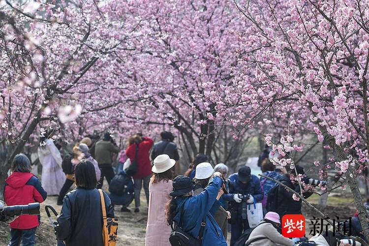 赏樱正当时！南京中山植物园早樱如云似霞