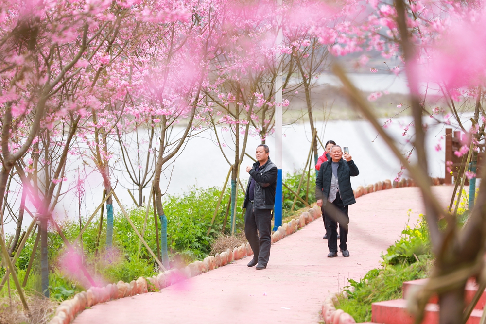 贵州天柱：樱花盛开醉游人_fororder_12.游客在辞兵洲樱花园里赏樱游玩。.JPG