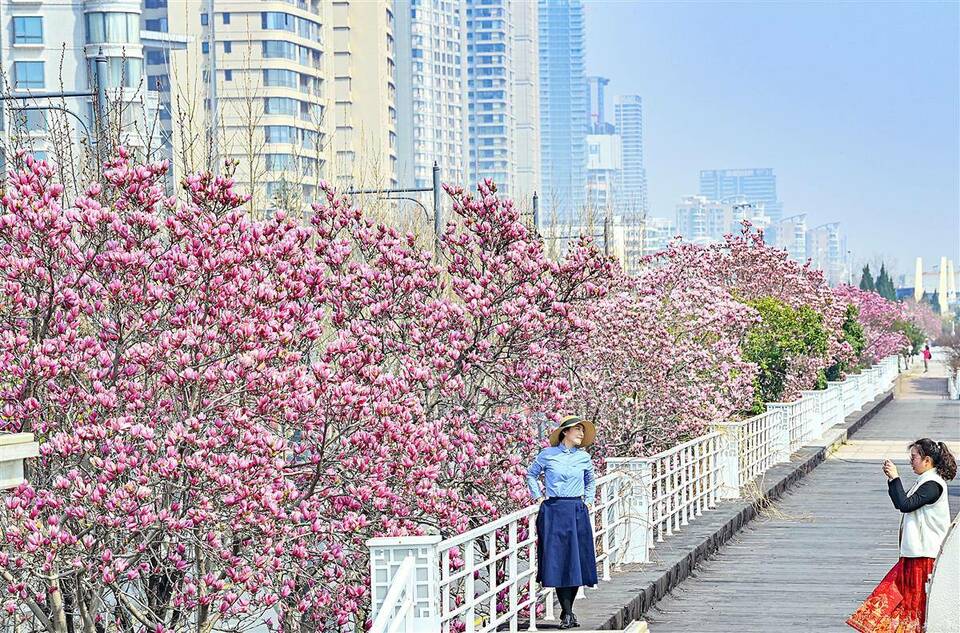 到汉口江滩看玉兰花海