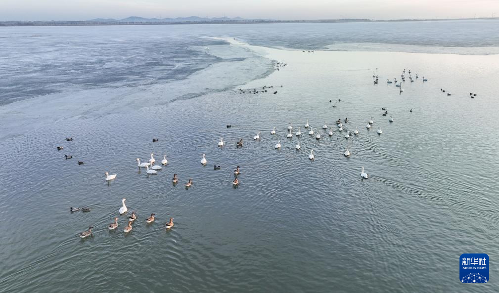 辽宁康平：卧龙湖湿地迎来大批候鸟