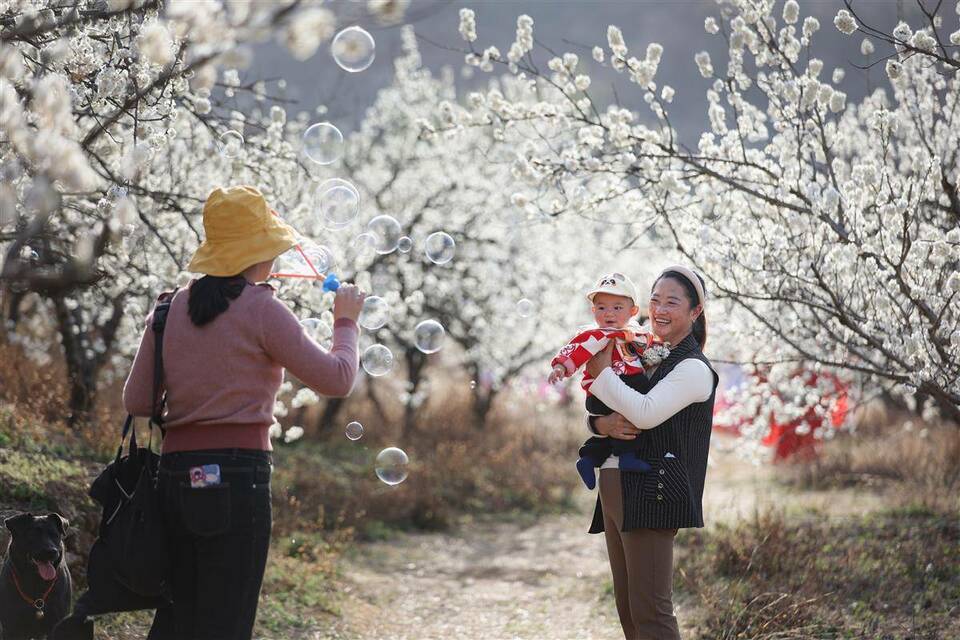 襄阳南漳：樱桃花开春意浓