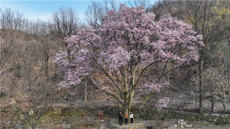 【春日里的河南】平顶山市鲁山县：千年辛夷花盛开 如诗如画春意浓_fororder_mmexport1710379226135